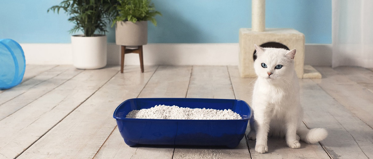 Au secours, mon chat refuse d'utiliser son bac à litière
