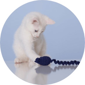 Kitten playing with blue toy