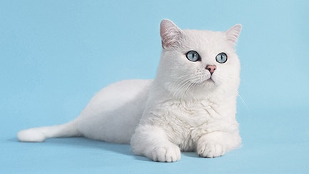 Why does my cat headbutt me: is it a sign of affection?