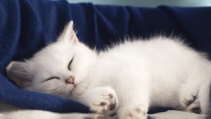 How to ease cat anxiety: Our guide to creating a happy place for cats