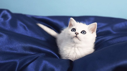  Mon chat fait pipi sur mon lit