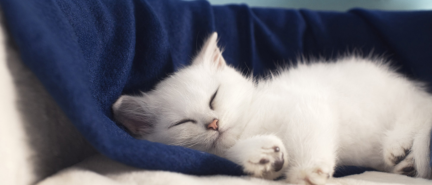 Mon chat fait pipi sur mon lit que faire? Catsan™
